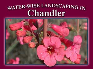 Water Wise Landscaping in Chandler, Arizona