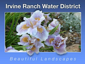 Beautiful Water Wise Landscapes in Irvine