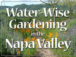 Water Wise Gardening in the Napa Valley