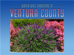 Water Wise Gardening in Ventura County